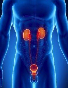 urolog