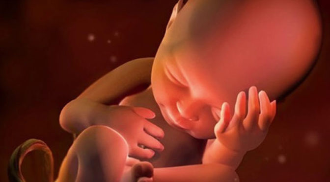 Внутриутробное развитие малыша. Белки, углеводы, жиры
